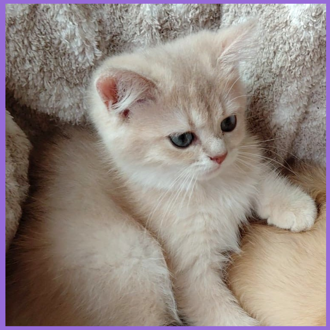 Joyful Lilac Gold Chinchilla Kitten – British Scottish – British
