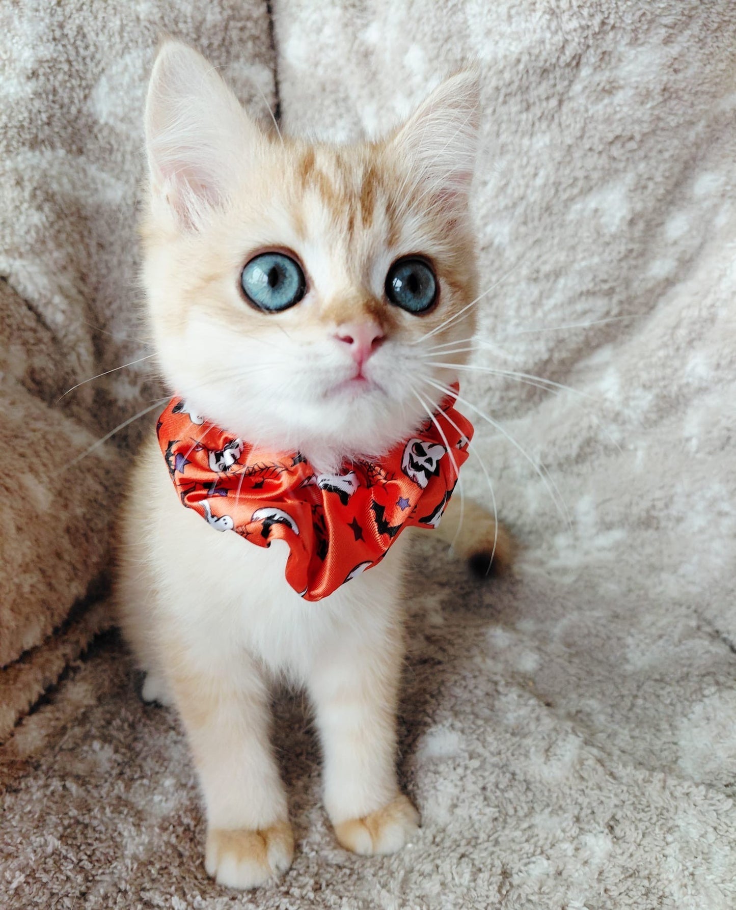 Playful Chocolate Gold Chinchilla Female Kitten – 2.5 Months Price $2,800 | $500 Holding Fee