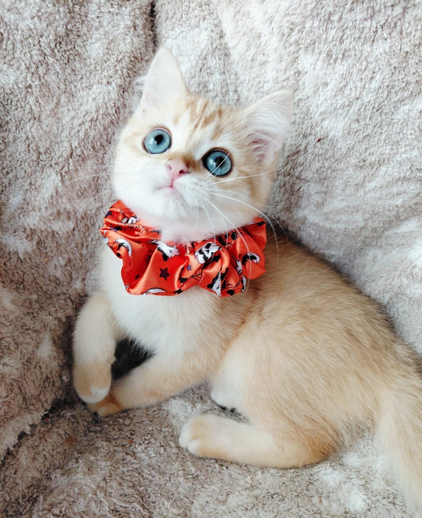 Playful Chocolate Gold Chinchilla Female Kitten – 2.5 Months Price $2,800 | $500 Holding Fee