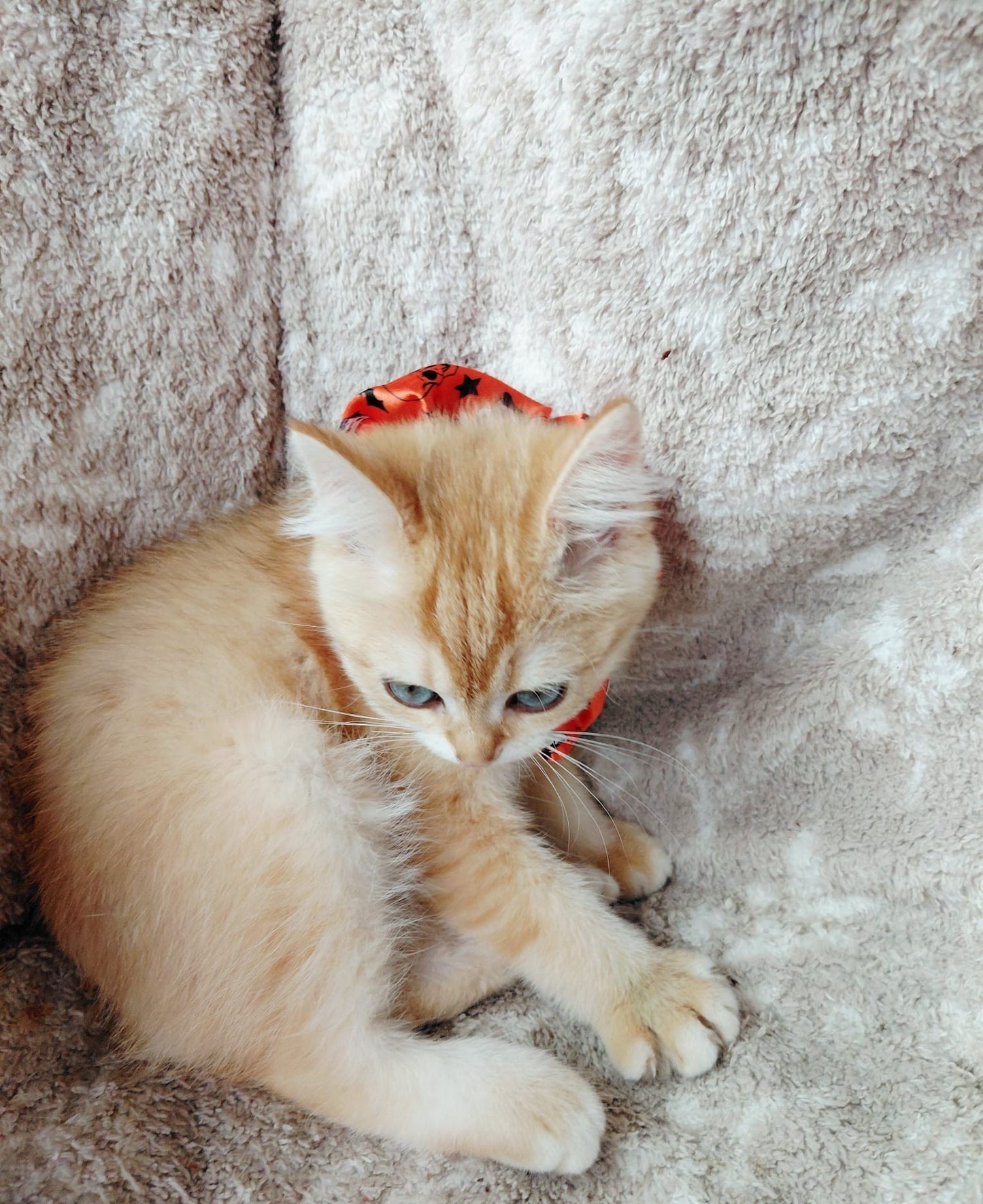 Playful Chocolate Gold Chinchilla Female Kitten – 2.5 Months Price $2,800 | $500 Holding Fee
