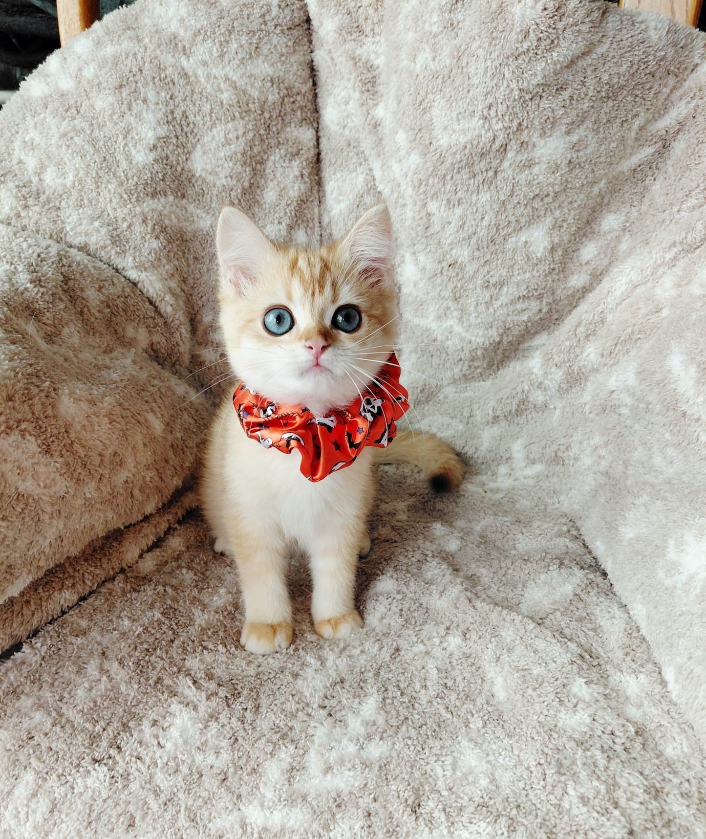 Playful Chocolate Gold Chinchilla Female Kitten – 2.5 Months Price $2,800 | $500 Holding Fee