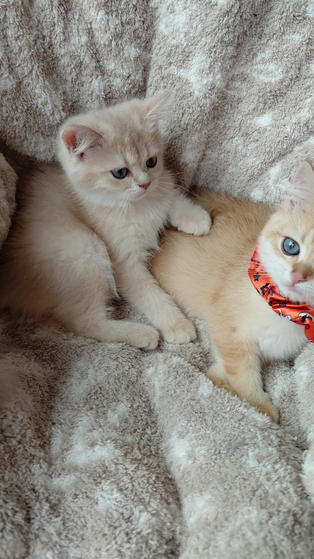 Joyful Lilac Gold Chinchilla Female Kitten – 2.5 Months Price $2,400 | $500 Holding Fee