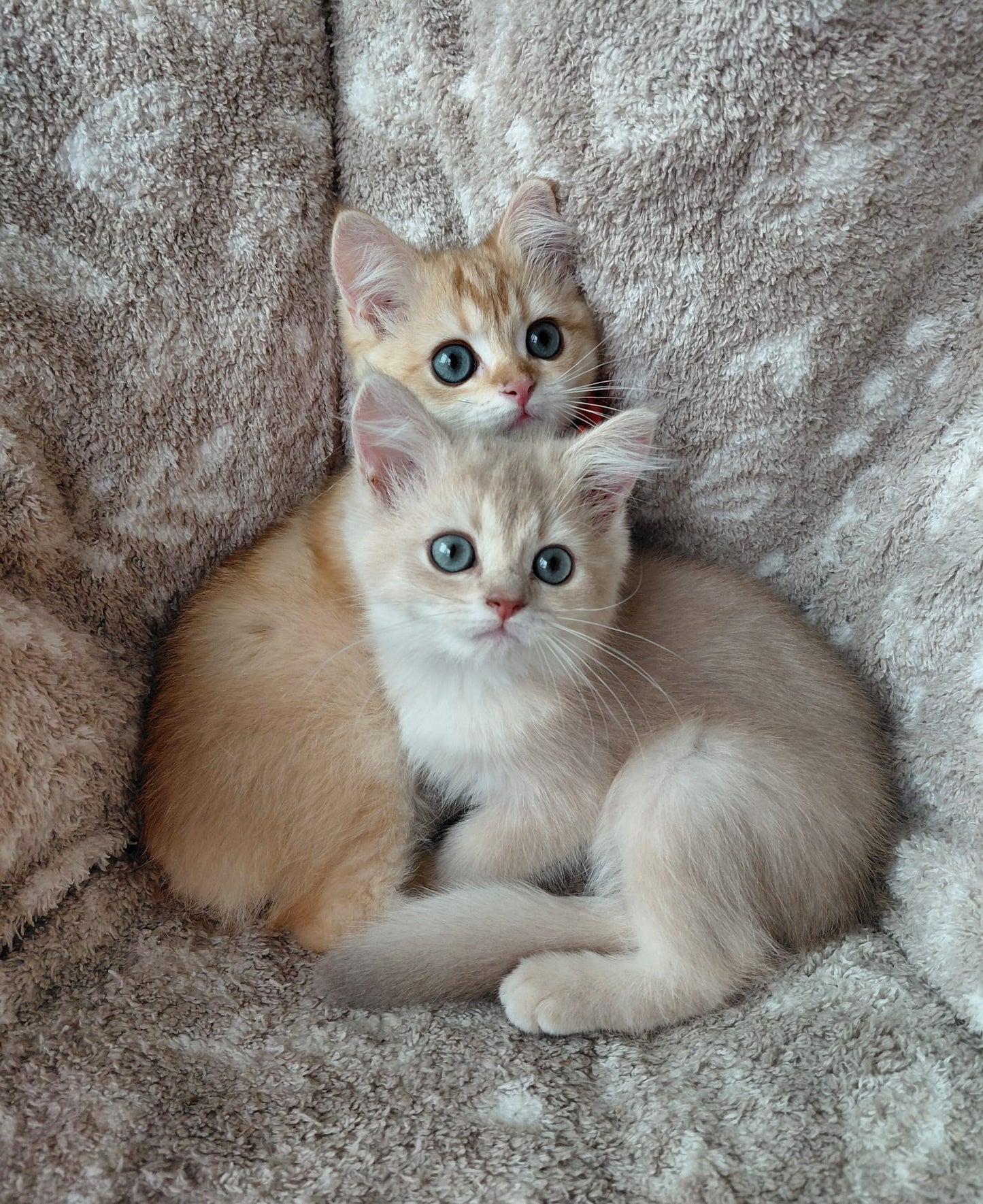 Joyful Lilac Gold Chinchilla Female Kitten – 2.5 Months Price $2,400 | $500 Holding Fee