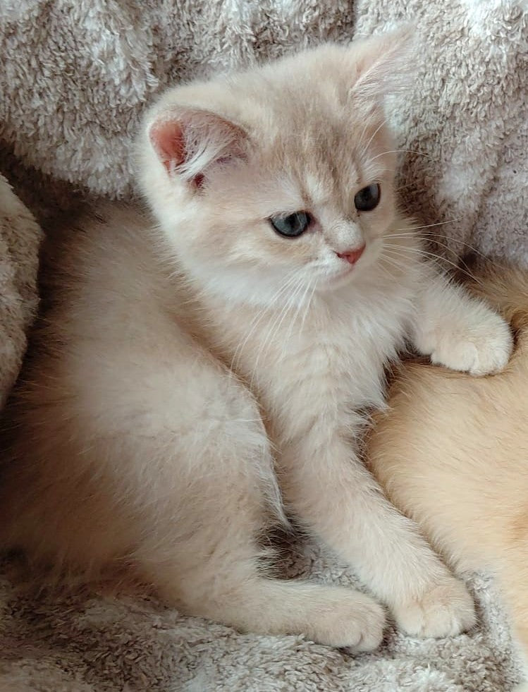 Joyful Lilac Gold Chinchilla Female Kitten – 2.5 Months Price $2,400 | $500 Holding Fee