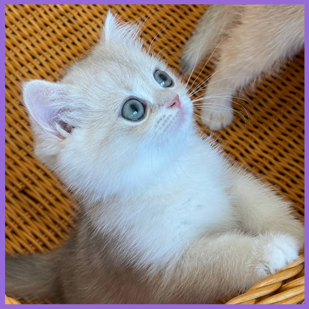 Purebred Cats British Blue Shorthair Breeders 82+ Thousand British