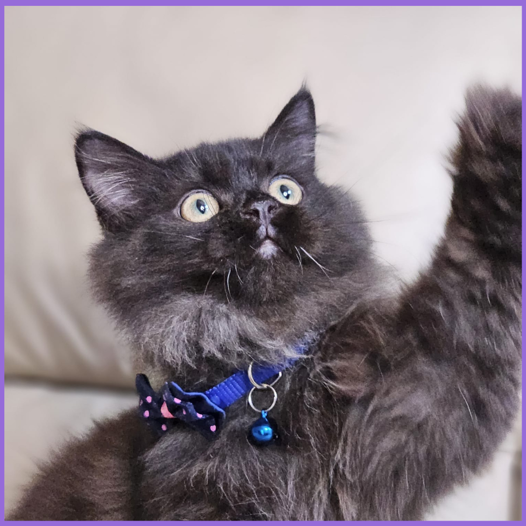 Exquisite British Longhair Chocolate Male Kitten