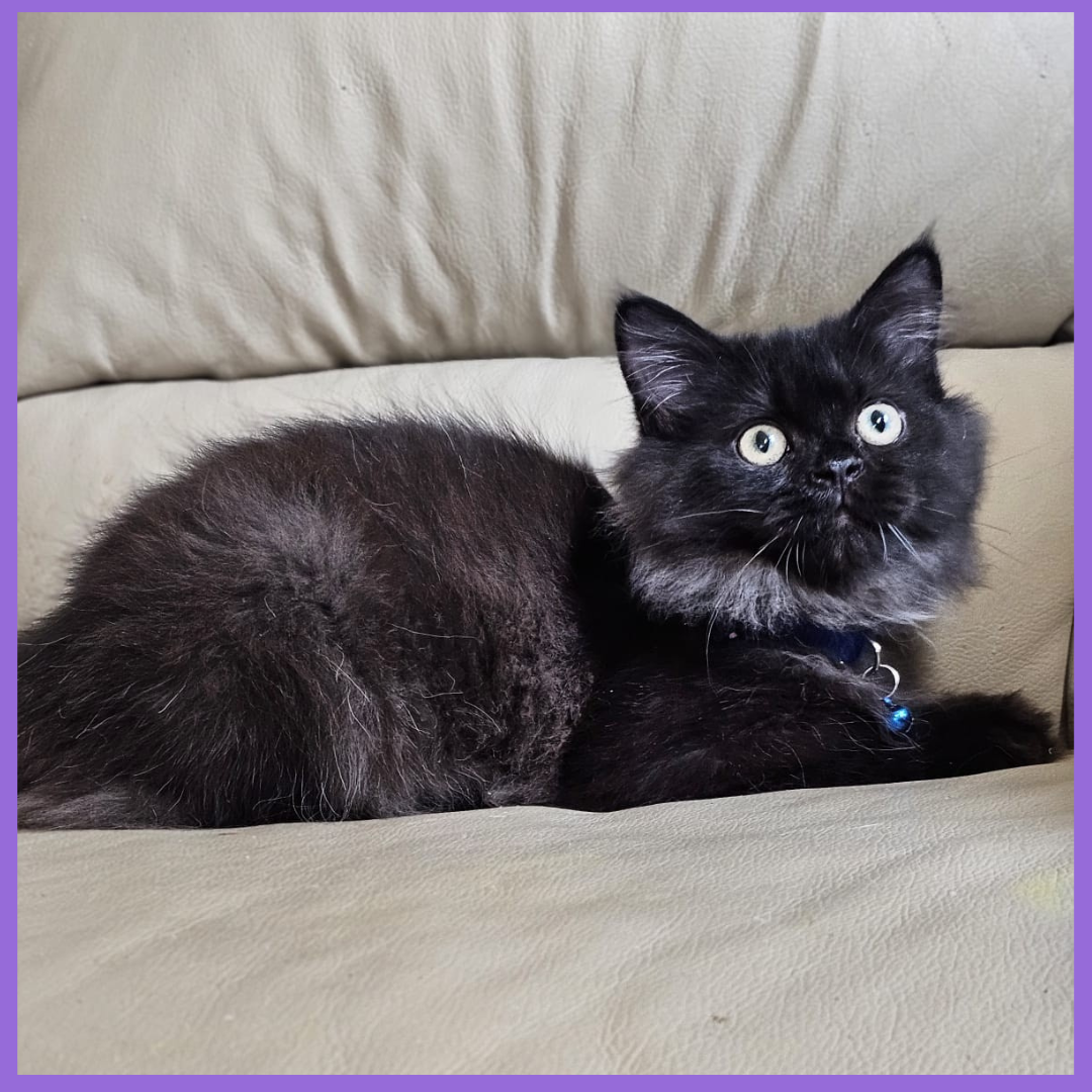 Luxury British Longhair Chocolate Boy Kitten Main Image
