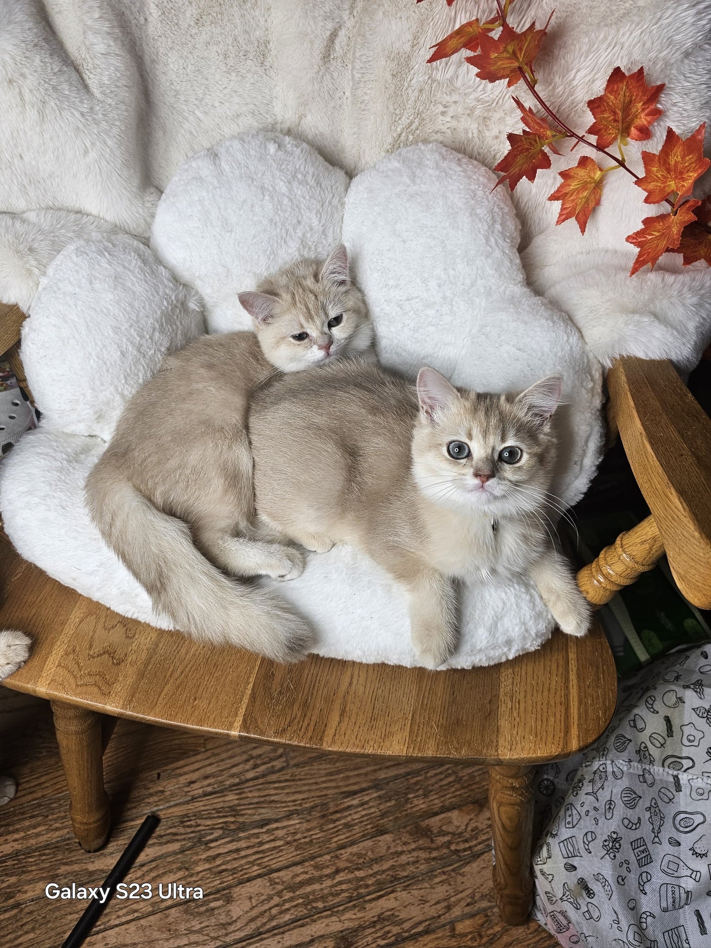 Two cats on a fluffy white cushion with autumn leaves in the background