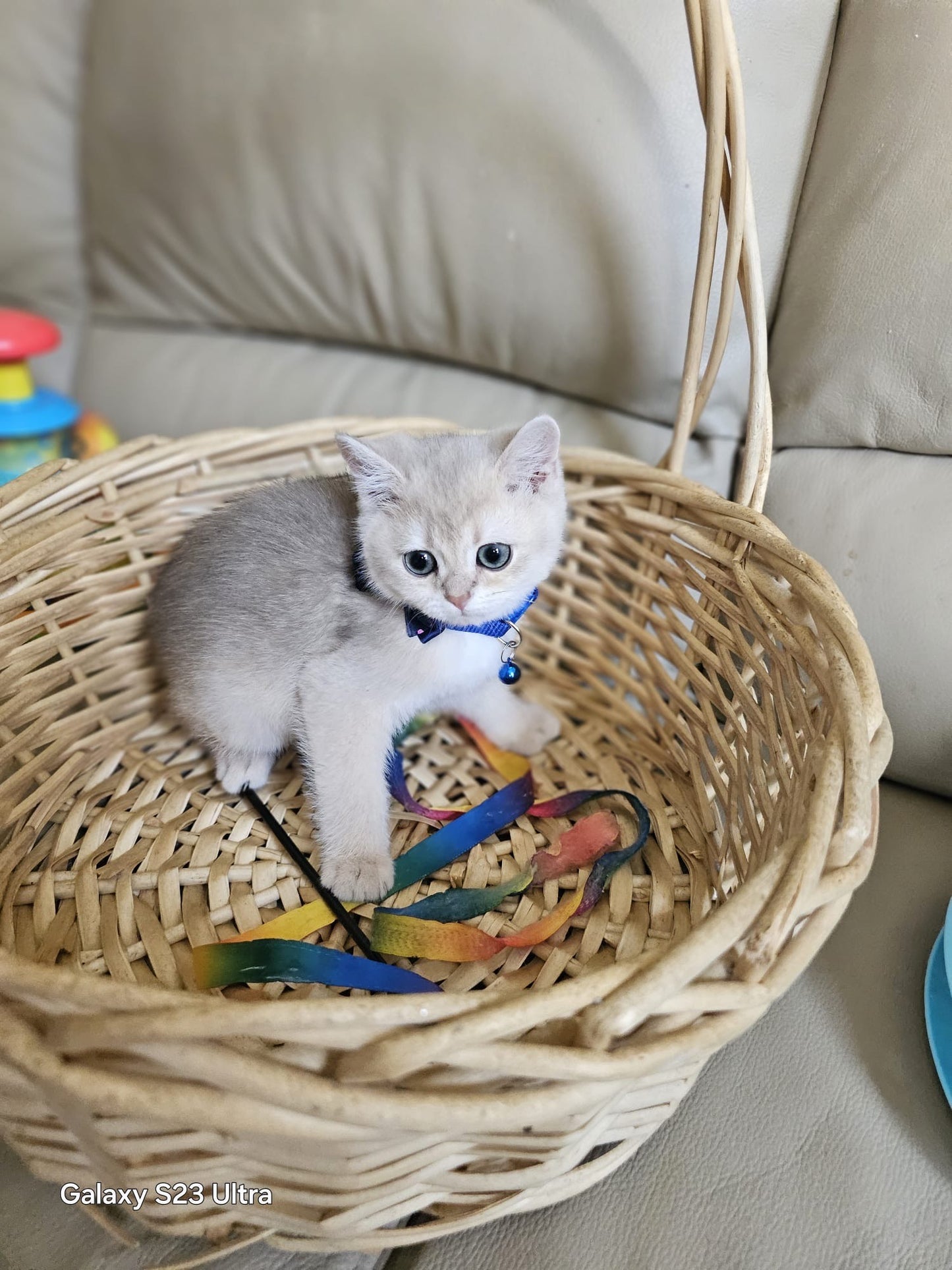 Luxury British Chinchilla girl with rare blue-golden coat and emerald eyes in basket