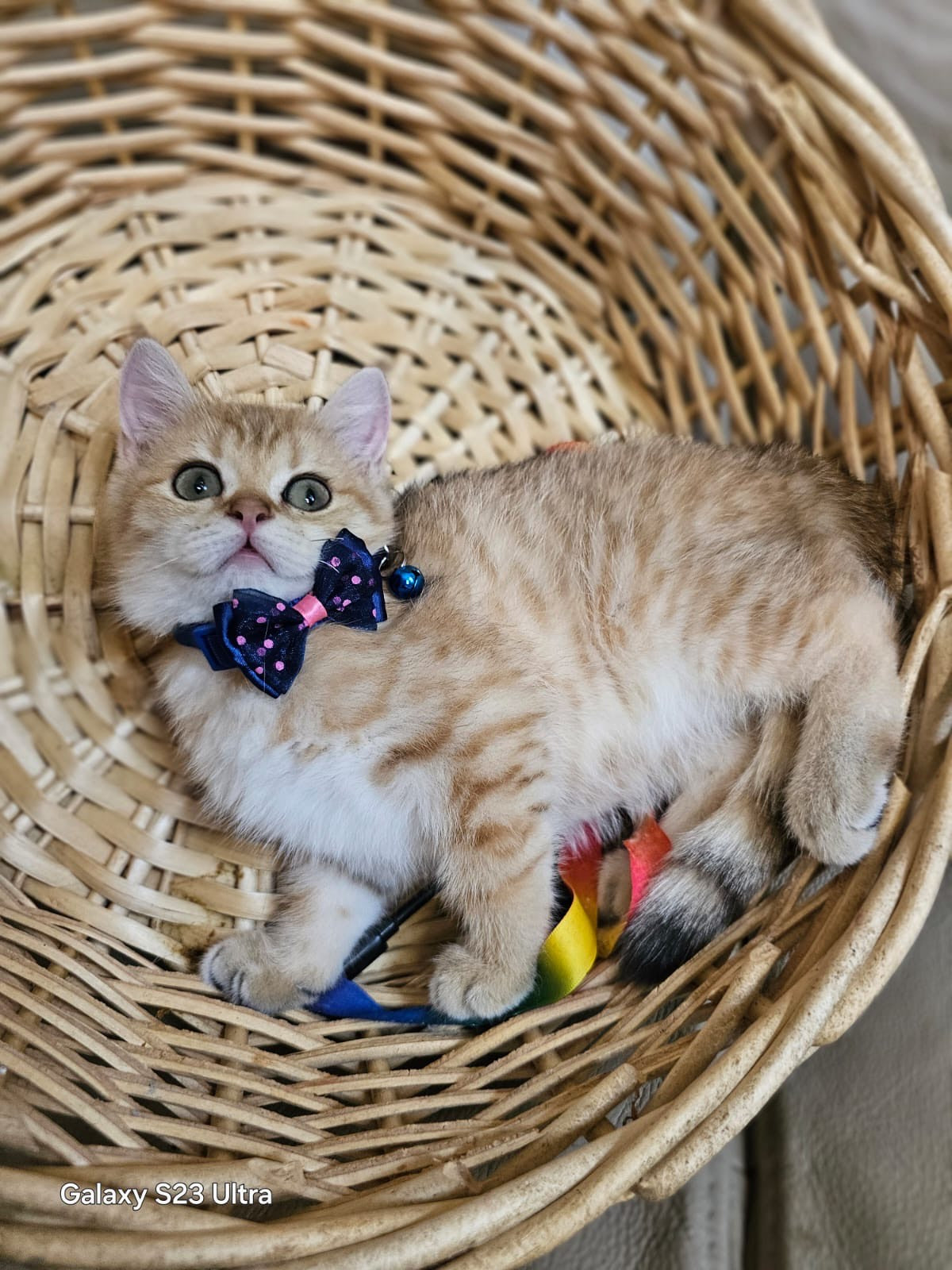 Stunning Gold Chinchilla Male Kitten – 3 Months Old with Emerald Green Eyes Picture Perfect Cutie in Basket