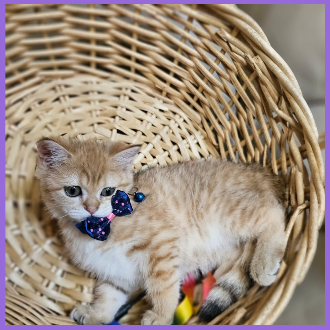 Stunning Gold Chinchilla Male Kitten – 3 Months Old with Emerald Green Eyes Picture Perfect