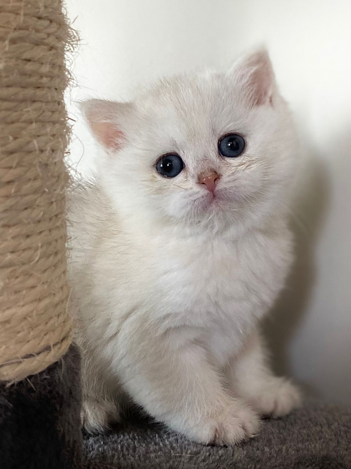 BS 12 Chocolate Silver Chinchilla Female (Reserved) – British