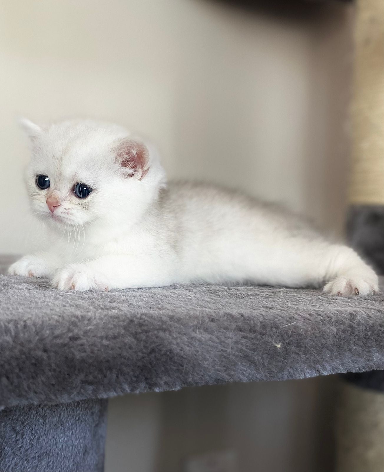 BS 12 Chocolate Silver Chinchilla Female (Reserved) – British
