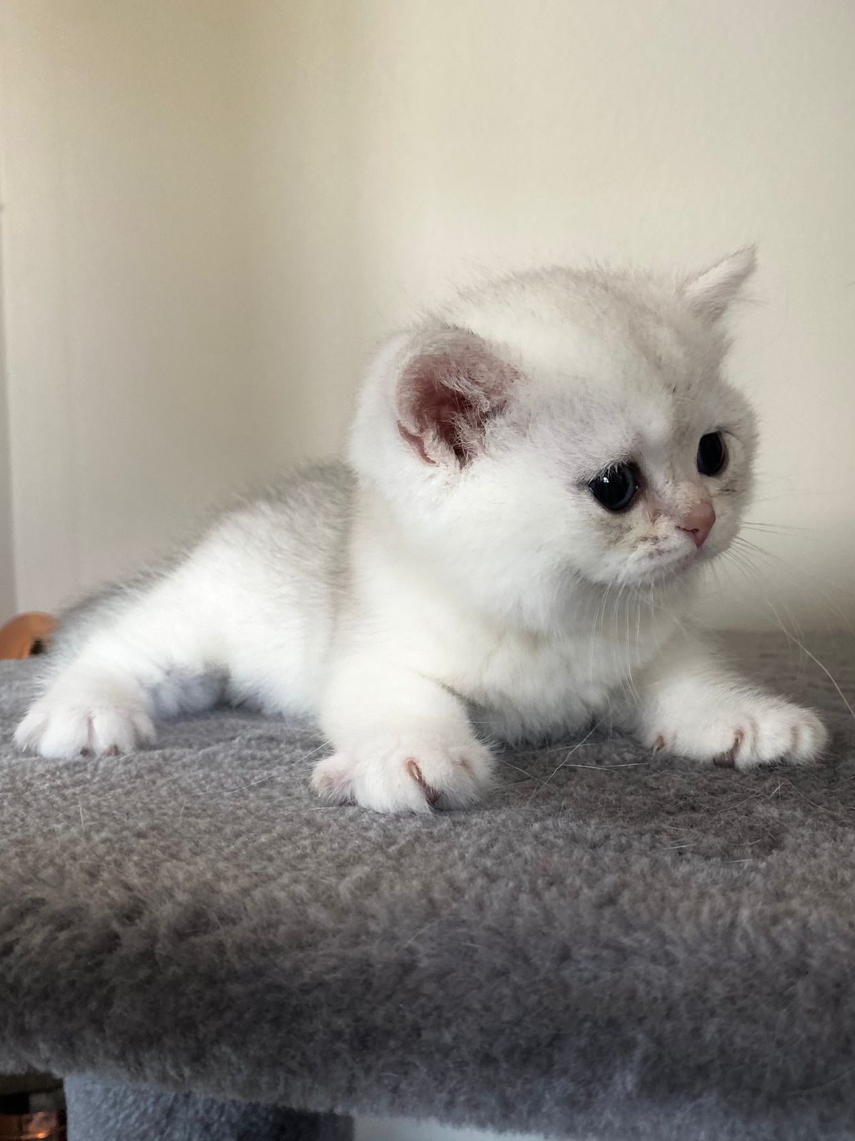 BS 12 Chocolate Silver Chinchilla - Female (Reserved)