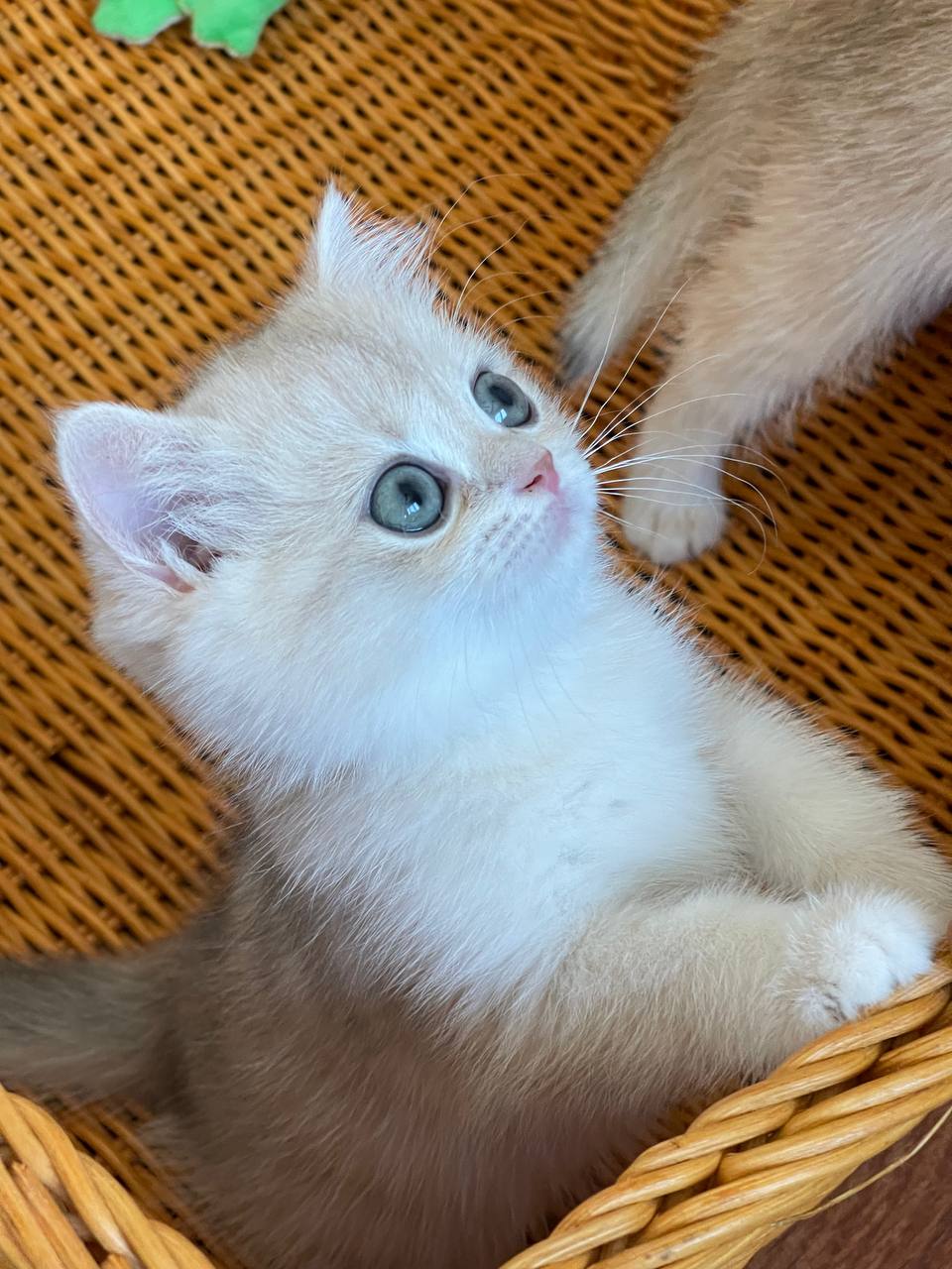 AY 12 Blue Gold Chinchilla - Female