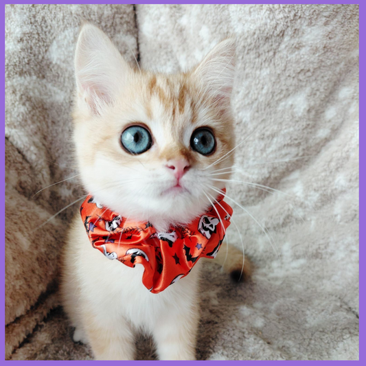 Playful Chocolate Gold Chinchilla Female Kitten – 2.5 Months Price $2,800 | $500 Holding Fee