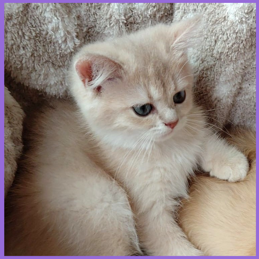 Joyful Lilac Gold Chinchilla Female Kitten – 2.5 Months Price $2,400 | $500 Holding Fee