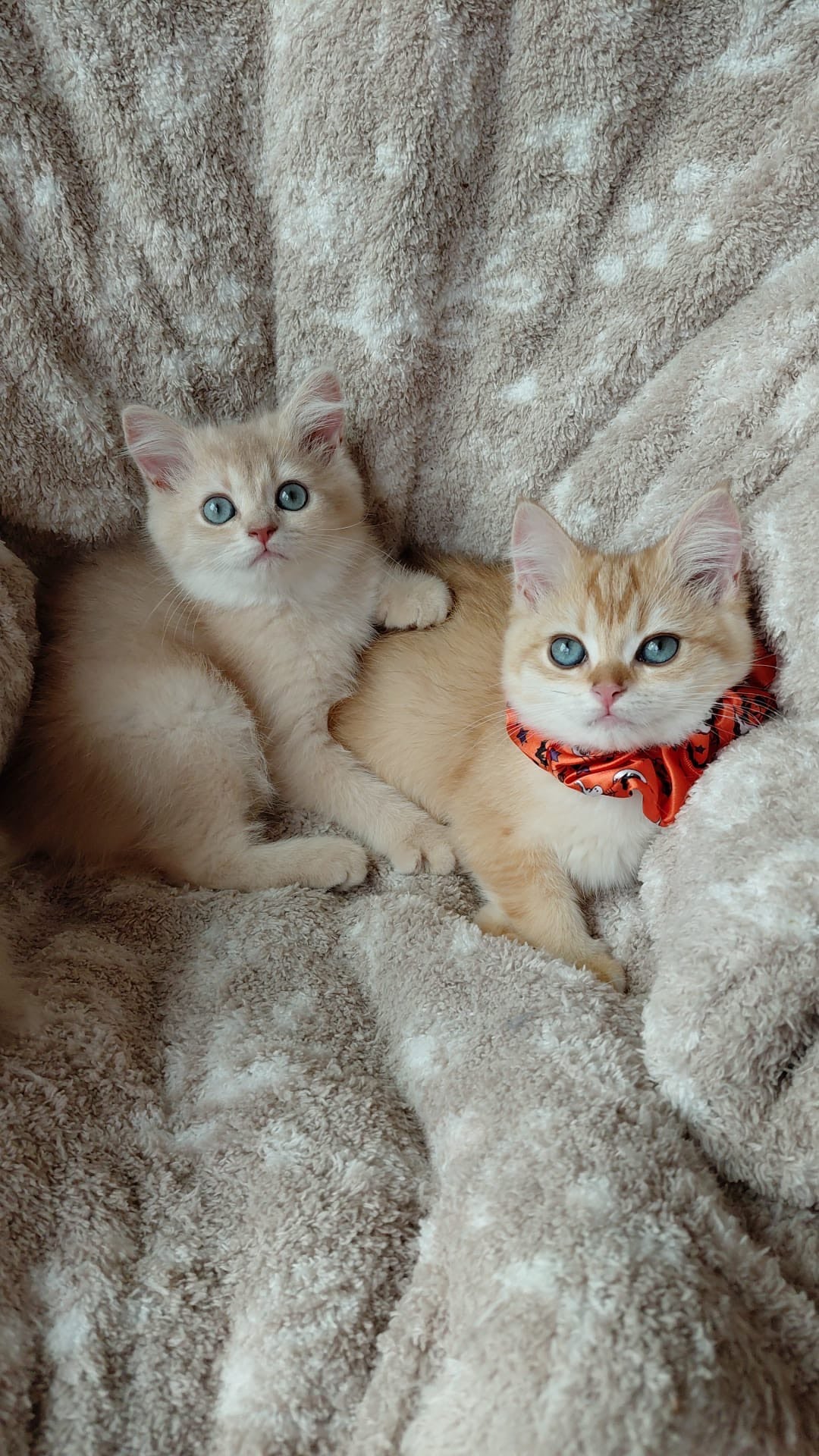 Joyful Lilac Gold Chinchilla Female Kitten – 2.5 Months Price $2,400 | $500 Holding Fee