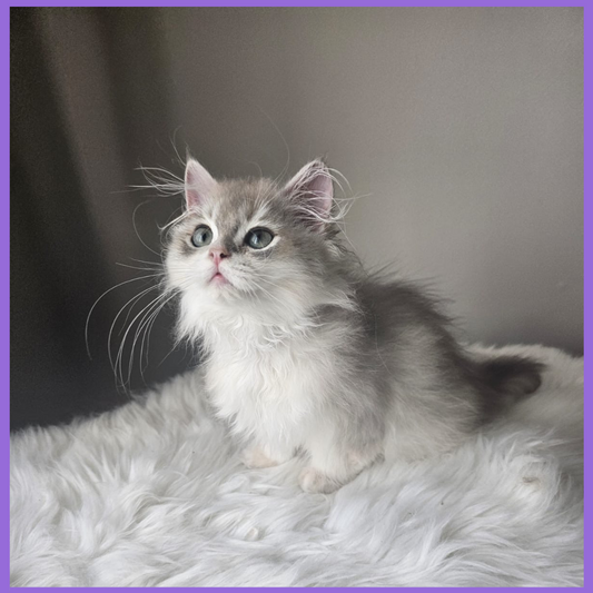 Luxury Blurred Gold British Longhair Kitten Main Pose