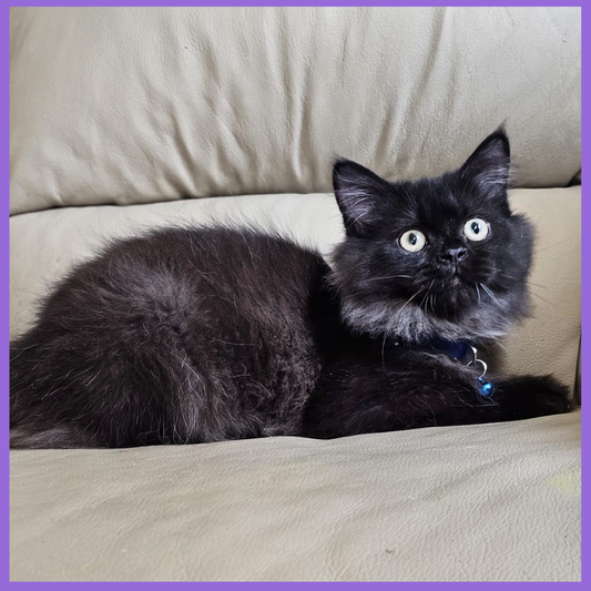 Luxury British Longhair Chocolate Boy Kitten Main Image