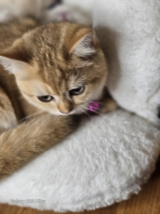 Golden Chinchilla Female Kitten – 3 Months Old | Price $2,400 | $500 Holding Fee