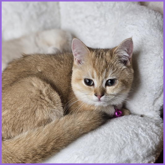 Golden Chinchilla Female Kitten – 3 Months Old | Price $2,400 | $500 Holding Fee