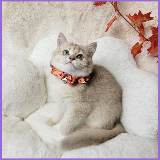 Cat wearing an orange collar with a bell on a white blanket with autumn leaves.