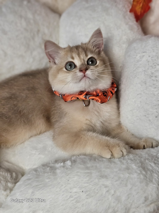 Cat wearing an orange collar on a soft white surface