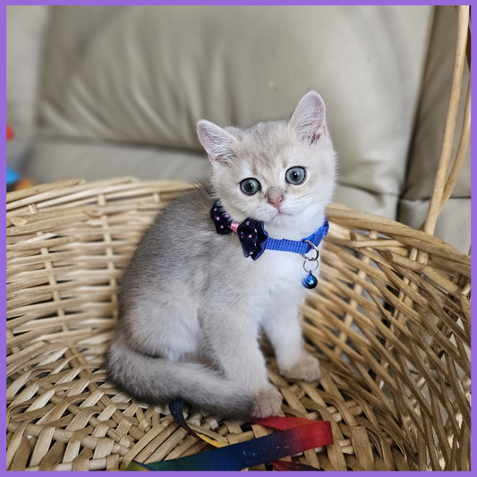 Luxury British Chinchilla girl with rare blue-golden coat and emerald eyes