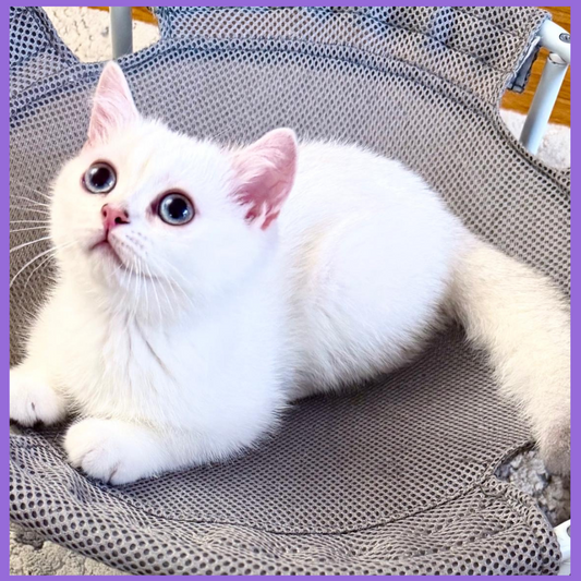 Elegant male British kitten with silver point markings on white coat main image