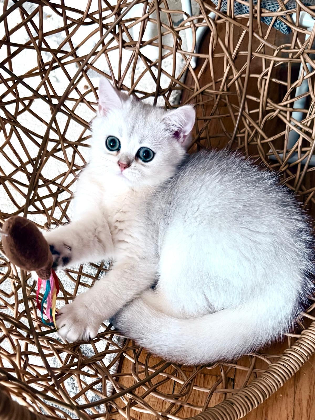 Elegant male British kitten with silver point markings on white coat in basket