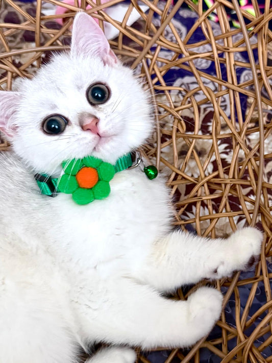 Elegant male British kitten with silver point markings on white coat with nice green collar