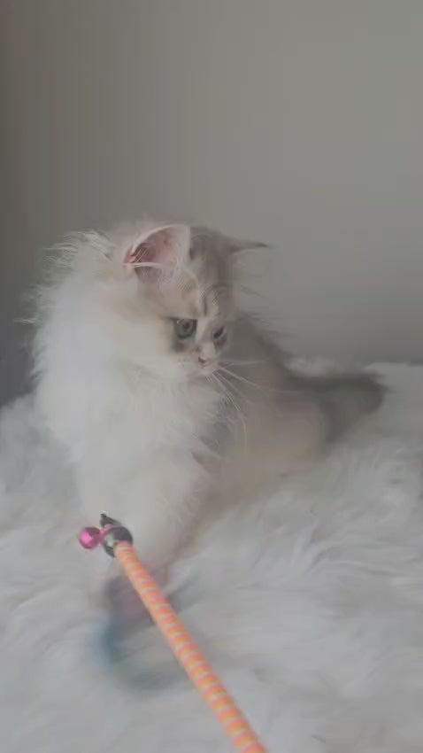 Rare Blurred Gold British Longhair Chinchilla Boy Video Playing