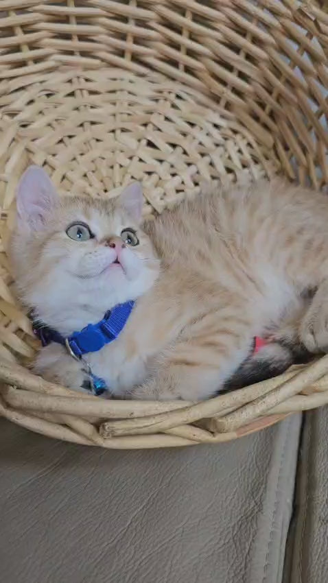 Stunning Gold Chinchilla Male Kitten – 3 Months Old with Emerald Green Eyes Picture Perfect Video