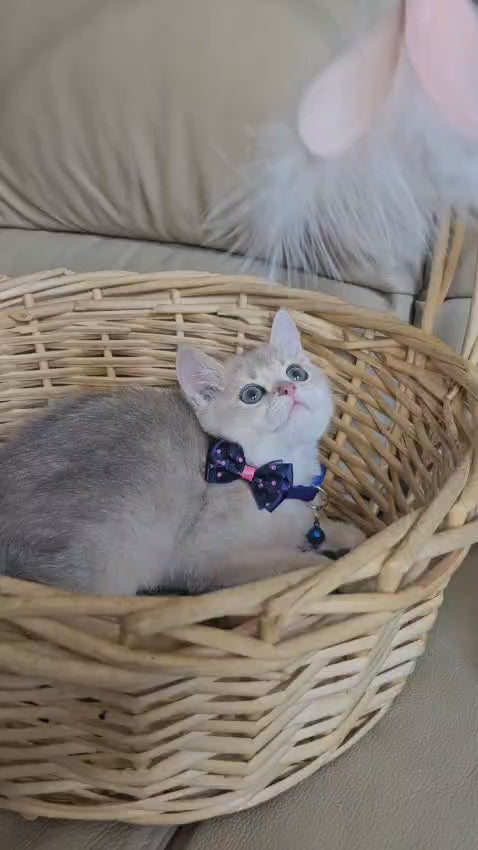 Luxury British Chinchilla girl with rare blue-golden coat and emerald eyes video