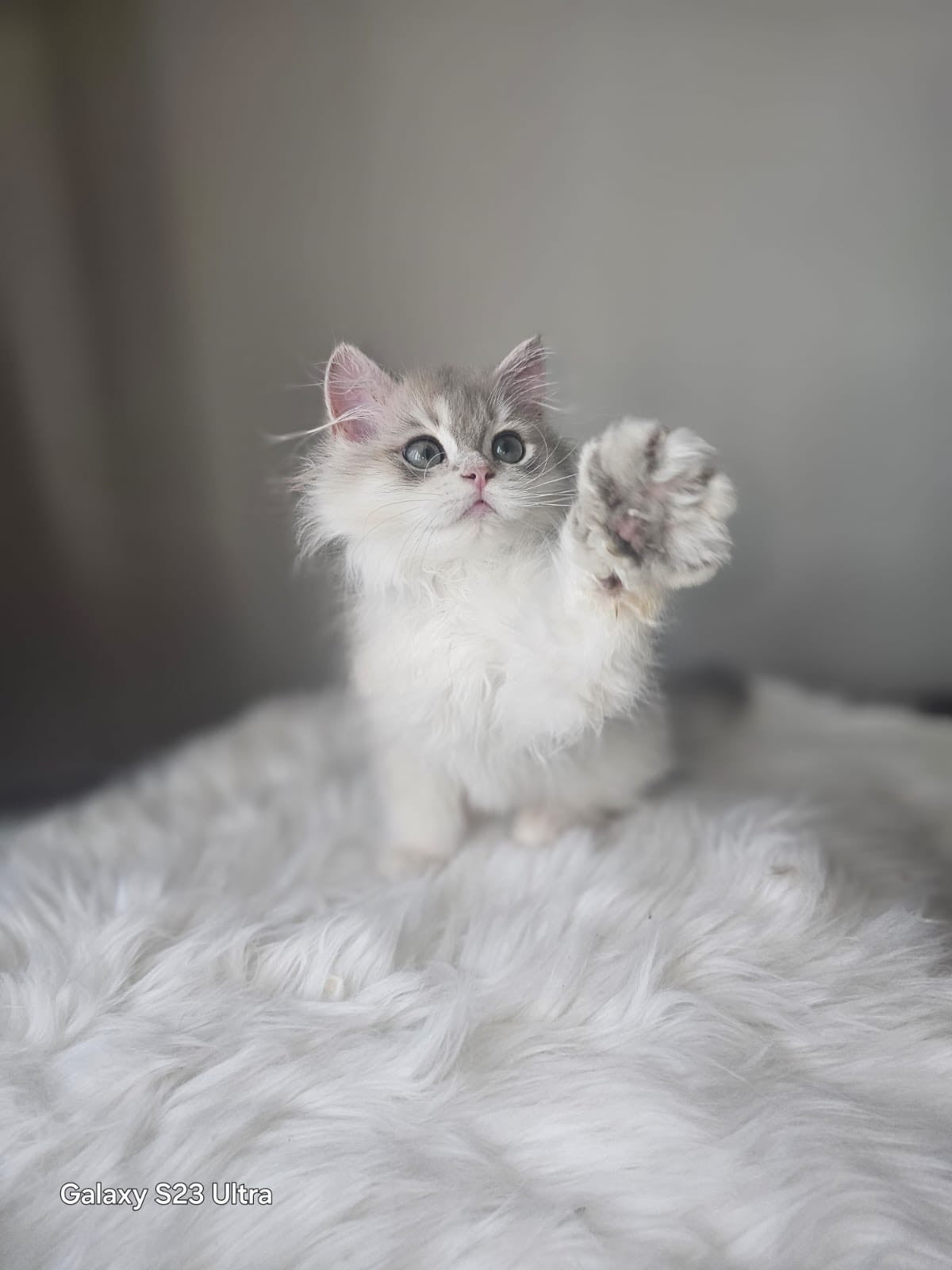 Luxury Blurred Gold British Longhair Kitten Hi Five