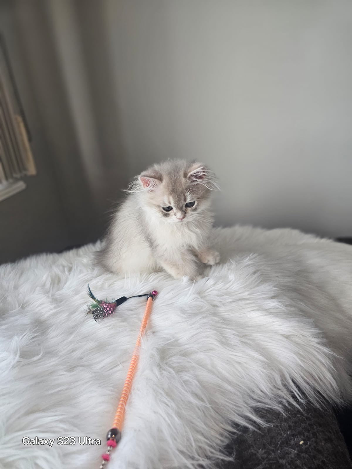Luxury Blurred Gold British Longhair Kitten Looking at Stick