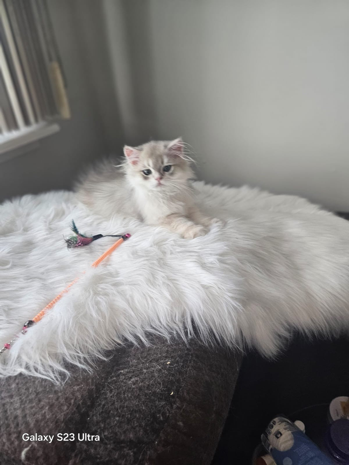 Luxury Blurred Gold British Longhair Kitten Model