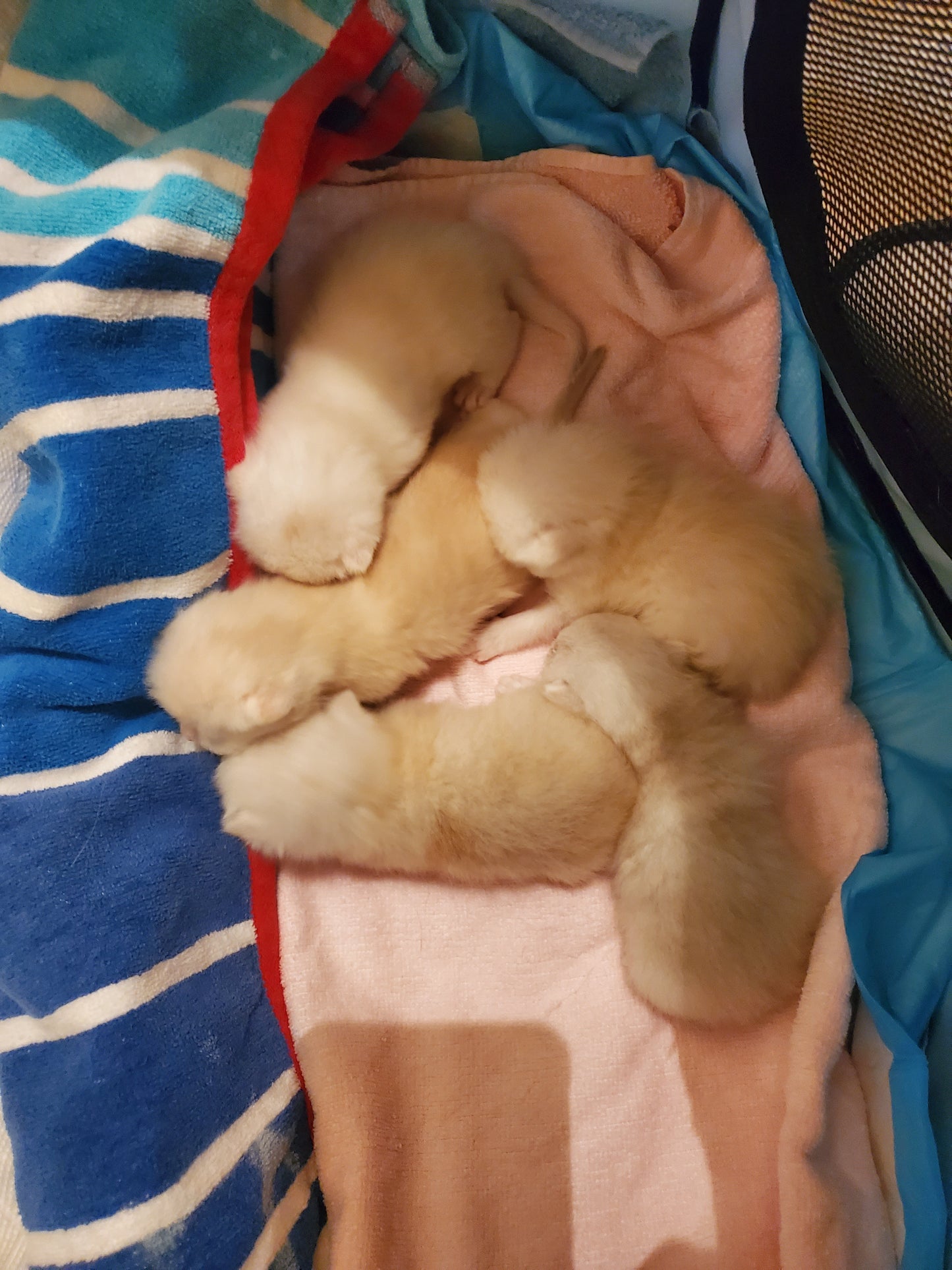 Cool Boy and Rochel's Litter A