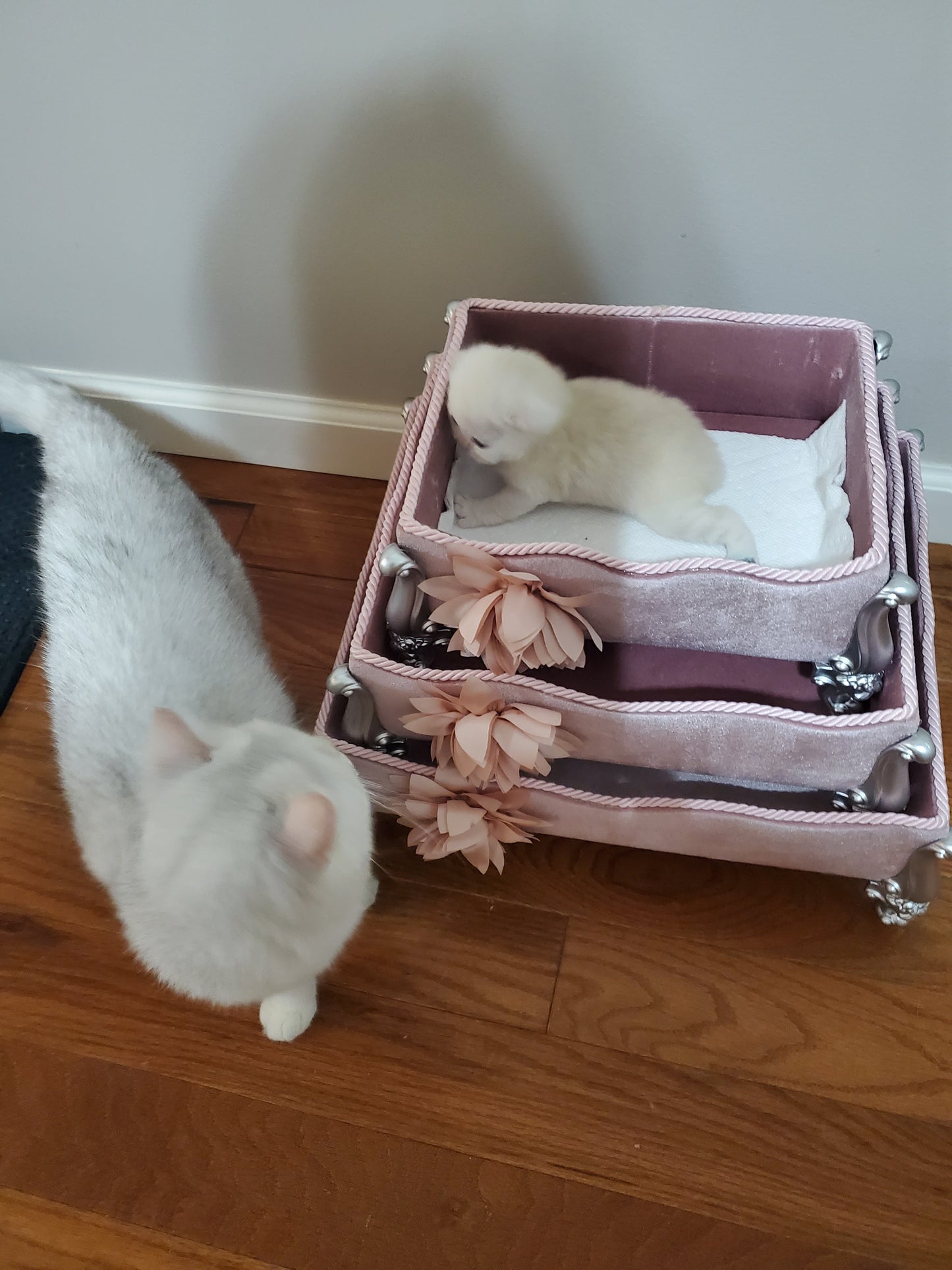 Cool Boy and Rochel's Litter A