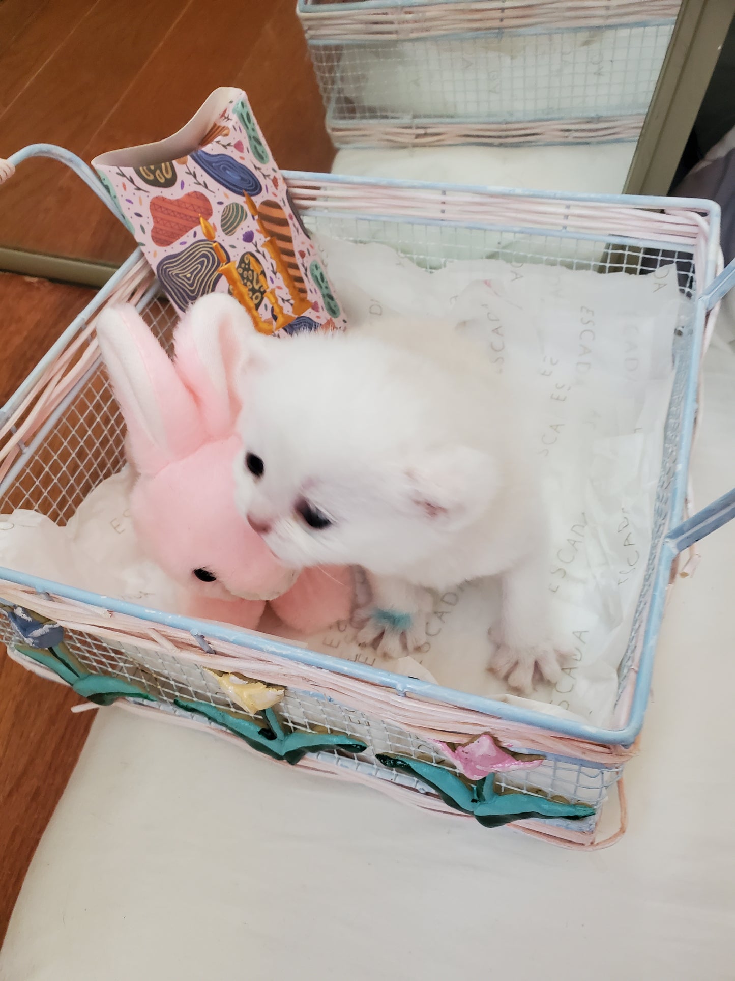 Cool Boy and Rochel's Litter A