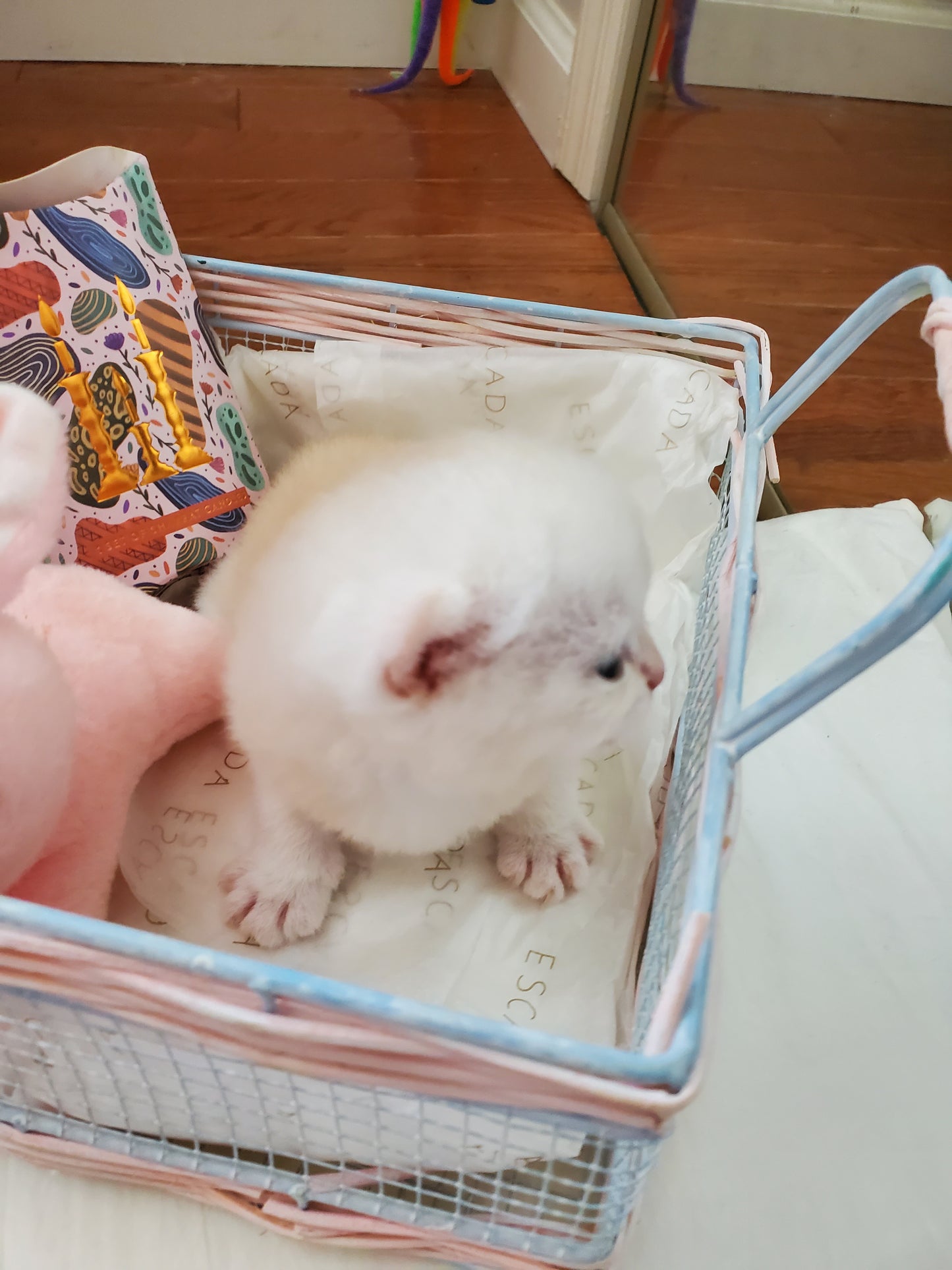 Cool Boy and Rochel's Litter A