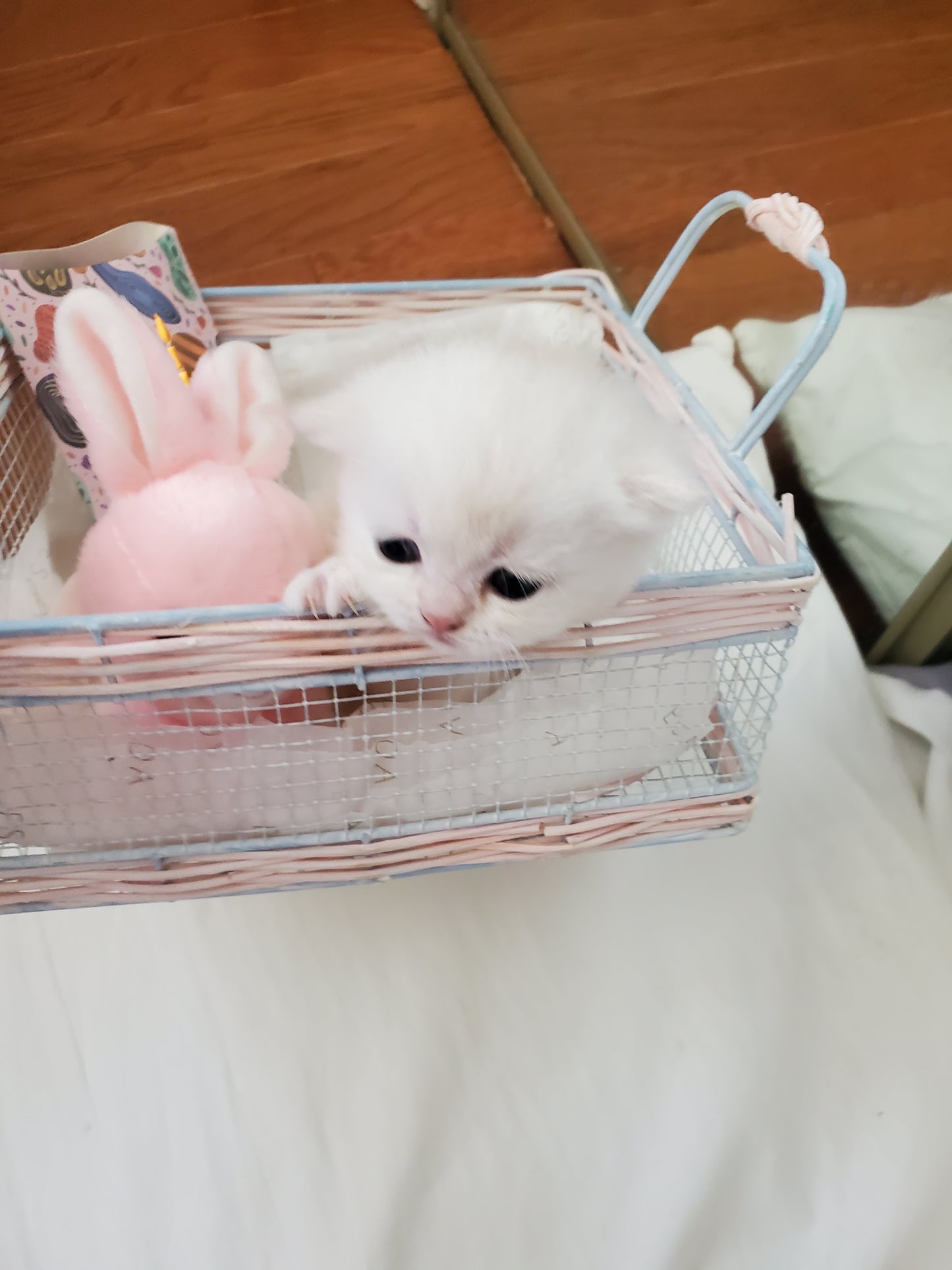 Cool Boy and Rochel's Litter A