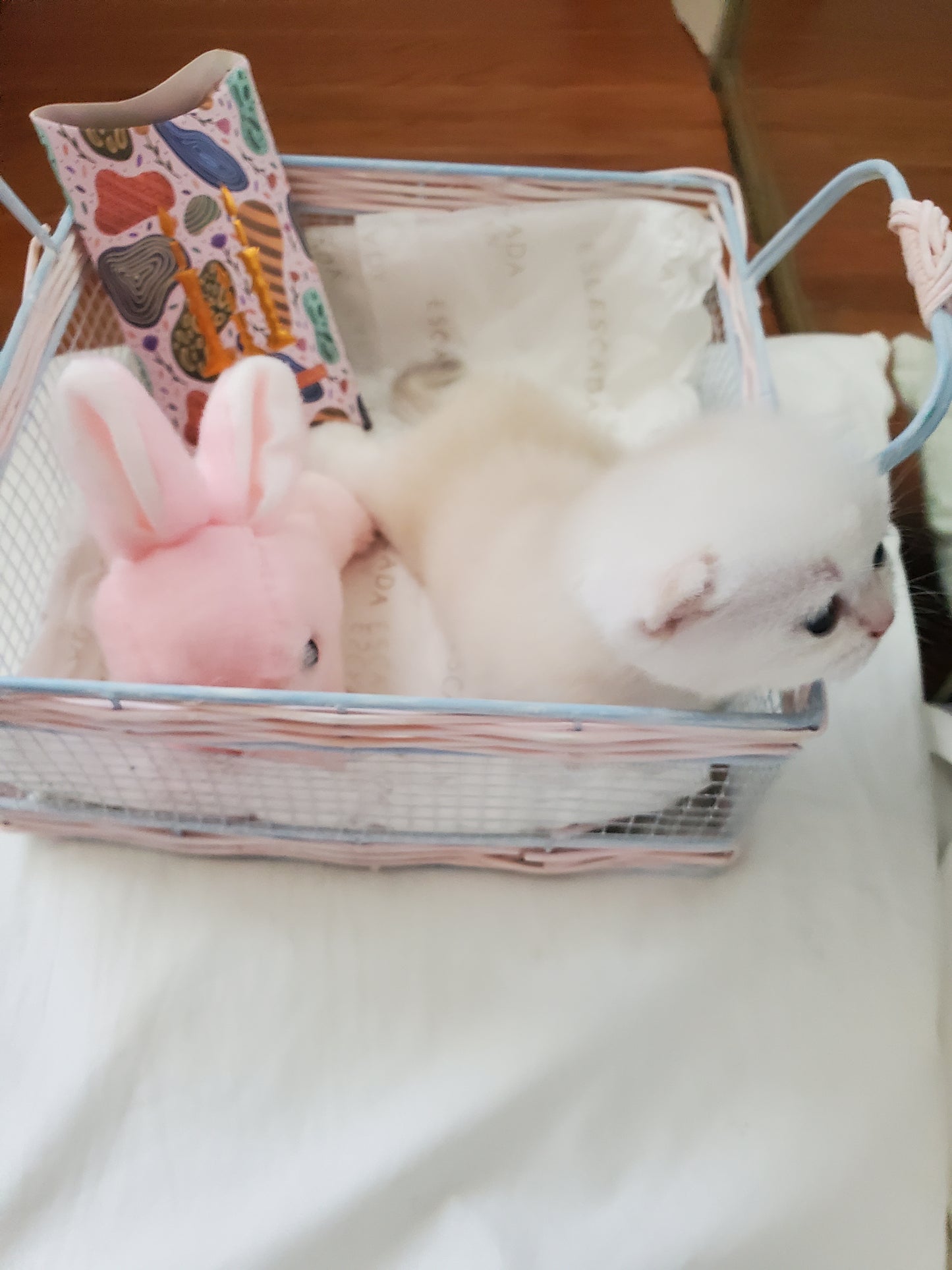 Cool Boy and Rochel's Litter A