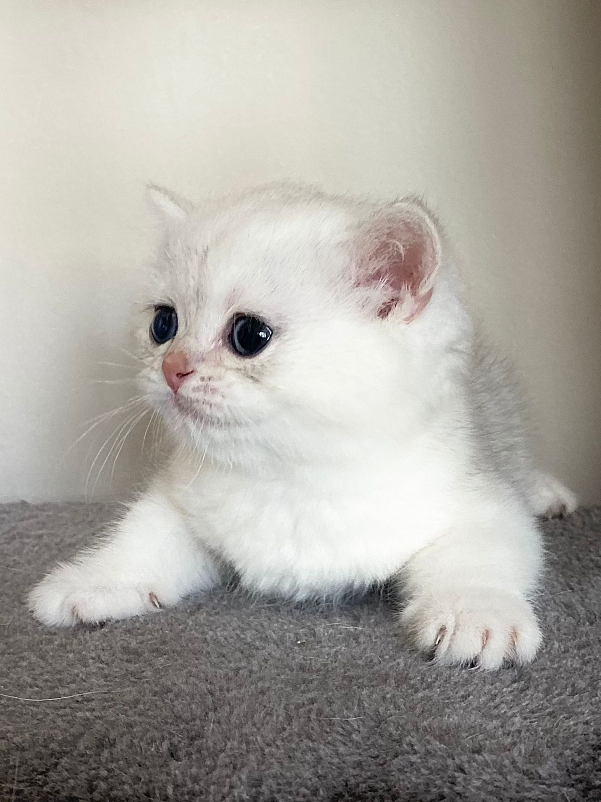BS 12 Chocolate Silver Chinchilla - Female  (Reserved)