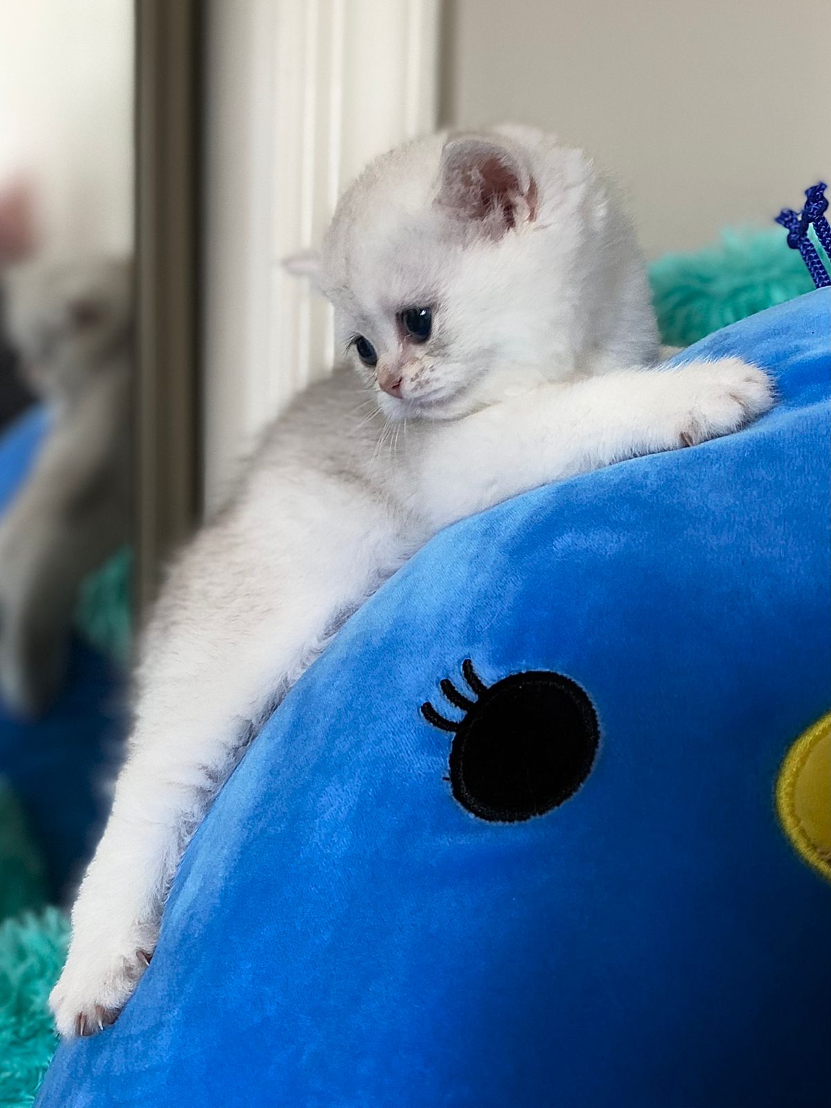 BS 12 Chocolate Silver Chinchilla - Female  (Reserved)